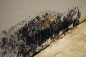 Wall-in-Chicago-that-has-mold-damage-300x199